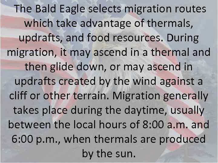 The Bald Eagle selects migration routes which take advantage of thermals, updrafts, and food