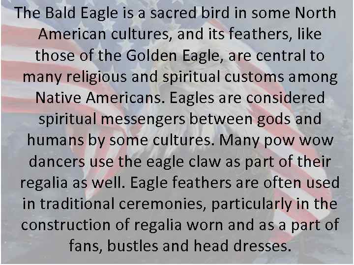 The Bald Eagle is a sacred bird in some North American cultures, and its