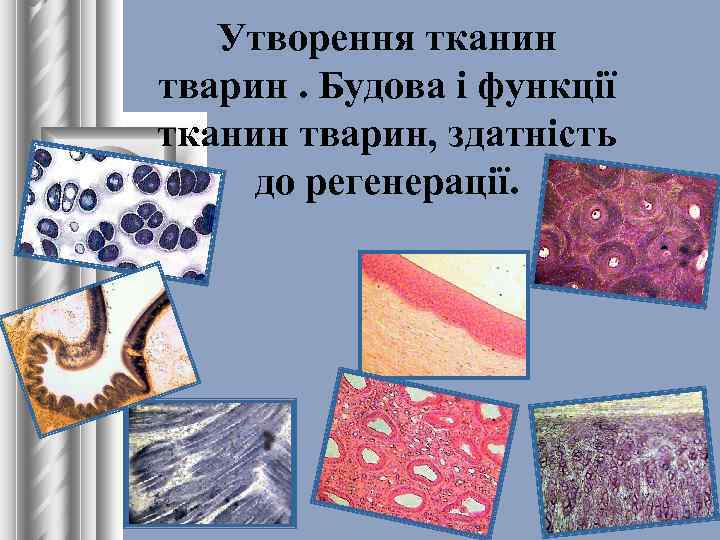 Утворення тканин тварин. Будова і функції тканин тварин, здатність до регенерації. 