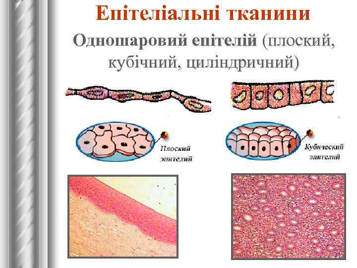 Епітеліальні тканини Одношаровий епітелій (плоский, кубічний, циліндричний) 