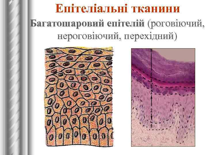 Епітеліальні тканини Багатошаровий епітелій (роговіючий, нероговіючий, перехідний) 