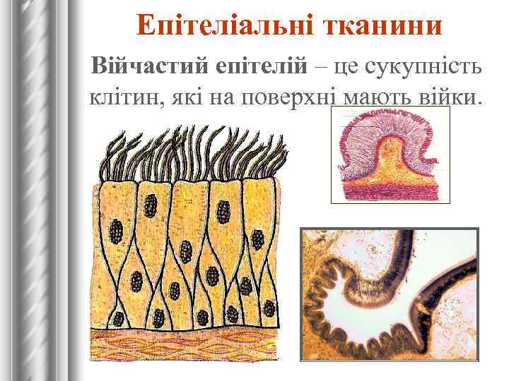 Епітеліальні тканини Війчастий епітелій – це сукупність клітин, які на поверхні мають війки. 
