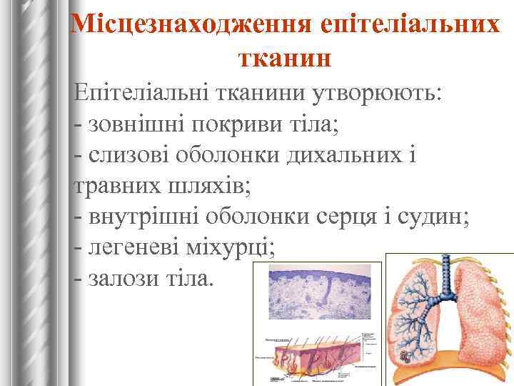Місцезнаходження епітеліальних тканин Епітеліальні тканини утворюють: - зовнішні покриви тіла; - слизові оболонки дихальних