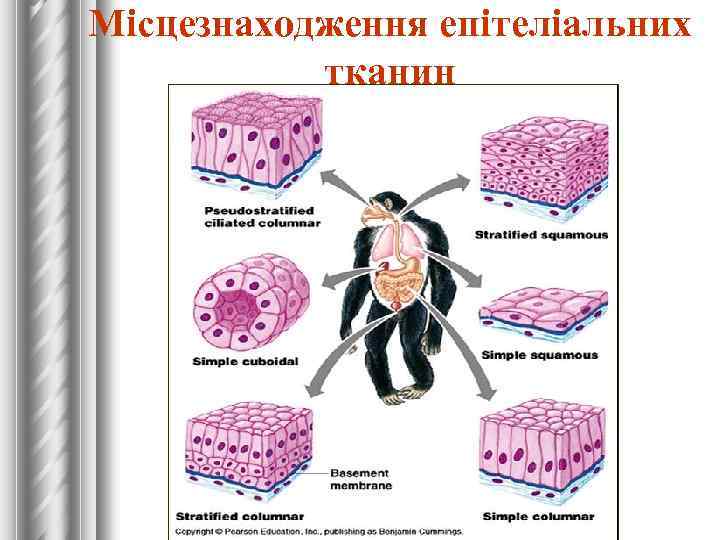 Місцезнаходження епітеліальних тканин 