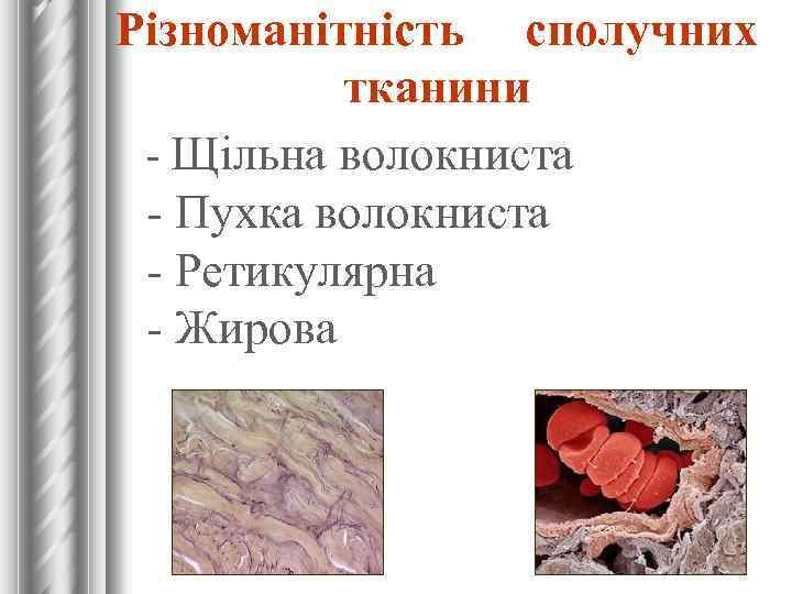 Різноманітність сполучних тканини - Щільна волокниста - Пухка волокниста - Ретикулярна - Жирова 