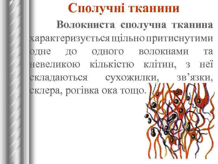 Сполучні тканини Волокниста сполучна тканина характеризується щільно притиснутими одне до одного волокнами та невеликою
