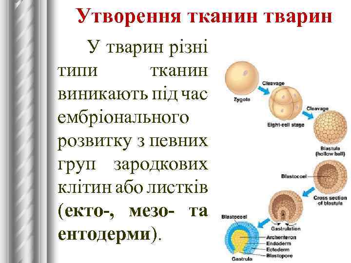 Утворення тканин тварин У тварин різні типи тканин виникають під час ембріонального розвитку з