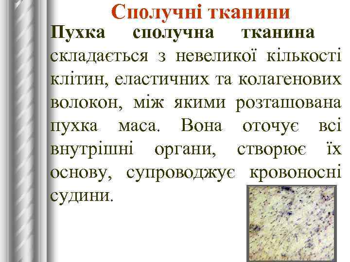 Сполучні тканини Пухка сполучна тканина складається з невеликої кількості клітин, еластичних та колагенових волокон,