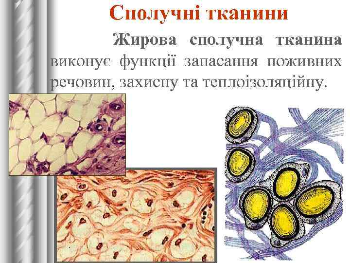 Сполучні тканини Жирова сполучна тканина виконує функції запасання поживних речовин, захисну та теплоізоляційну. 