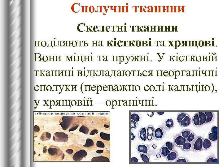Сполучні тканини Скелетні тканини поділяють на кісткові та хрящові. Вони міцні та пружні. У