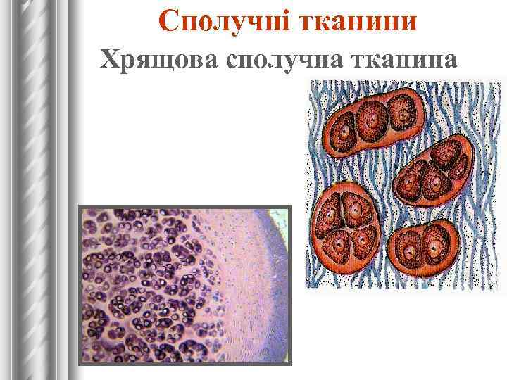 Сполучні тканини Хрящова сполучна тканина 