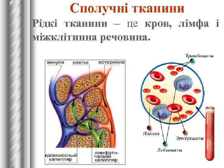 Сполучні тканини Рідкі тканини – це кров, лімфа і міжклітинна речовина. 