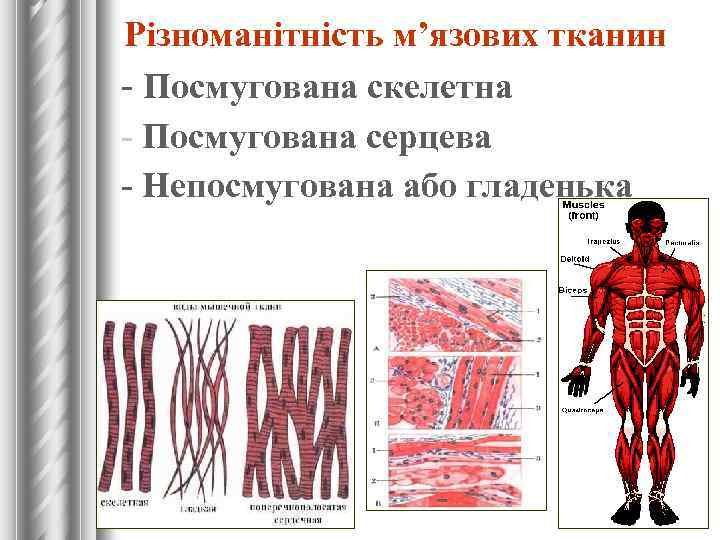Різноманітність м’язових тканин - Посмугована скелетна - Посмугована серцева - Непосмугована або гладенька 