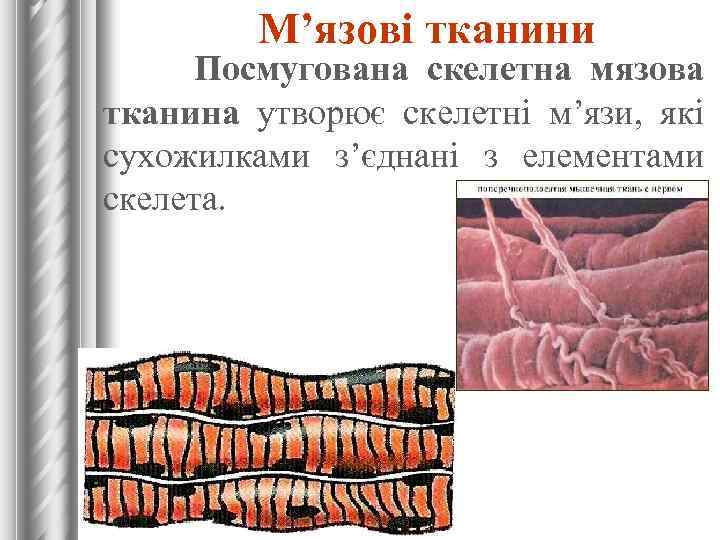 М’язові тканини Посмугована скелетна мязова тканина утворює скелетні м’язи, які сухожилками з’єднані з елементами