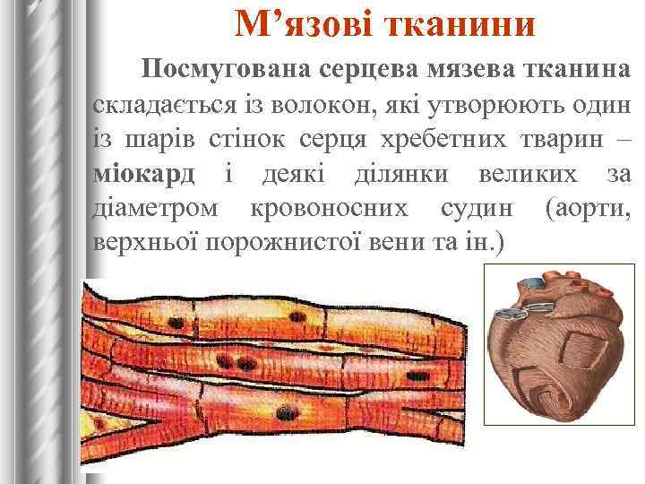 М’язові тканини Посмугована серцева мязева тканина складається із волокон, які утворюють один із шарів