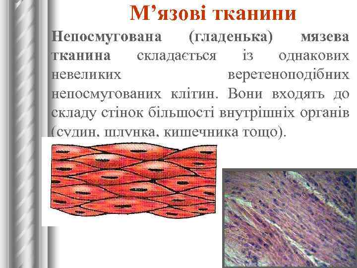 М’язові тканини Непосмугована (гладенька) мязева тканина складається із однакових невеликих веретеноподібних непосмугованих клітин. Вони