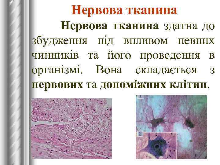 Нервова тканина здатна до збудження під впливом певних чинників та його проведення в організмі.