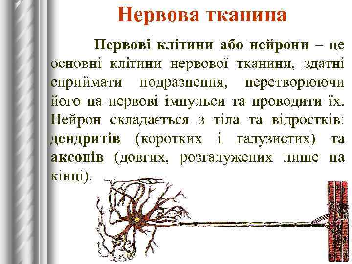 Нервова тканина Нервові клітини або нейрони – це основні клітини нервової тканини, здатні сприймати