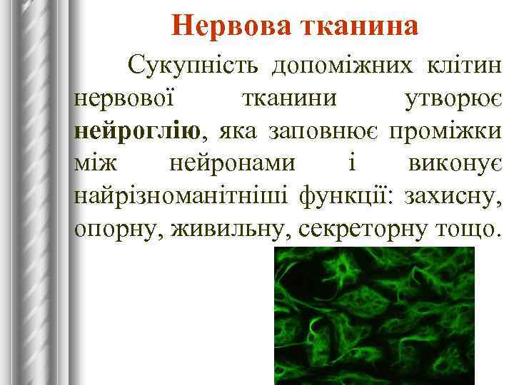 Нервова тканина Сукупність допоміжних клітин нервової тканини утворює нейроглію, яка заповнює проміжки між нейронами