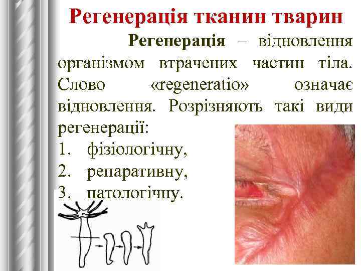 Регенерація тканин тварин Регенерація – відновлення організмом втрачених частин тіла. Слово «regeneratio» означає відновлення.