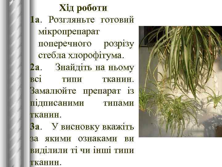 Хід роботи 1 а. Розгляньте готовий мікропрепарат поперечного розрізу стебла хлорофітума. 2 а. Знайдіть