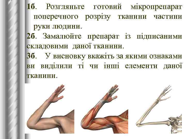1 б. Розгляньте готовий мікропрепарат поперечного розрізу тканини частини руки людини. 2 б. Замалюйте