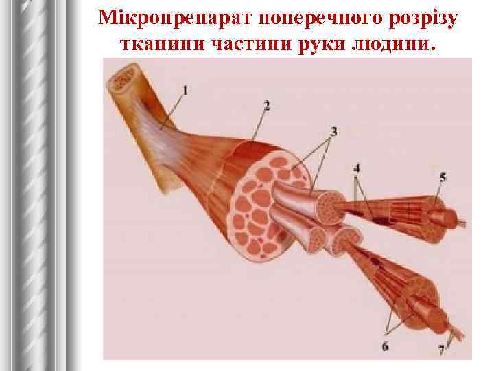 Мікропрепарат поперечного розрізу тканини частини руки людини. 