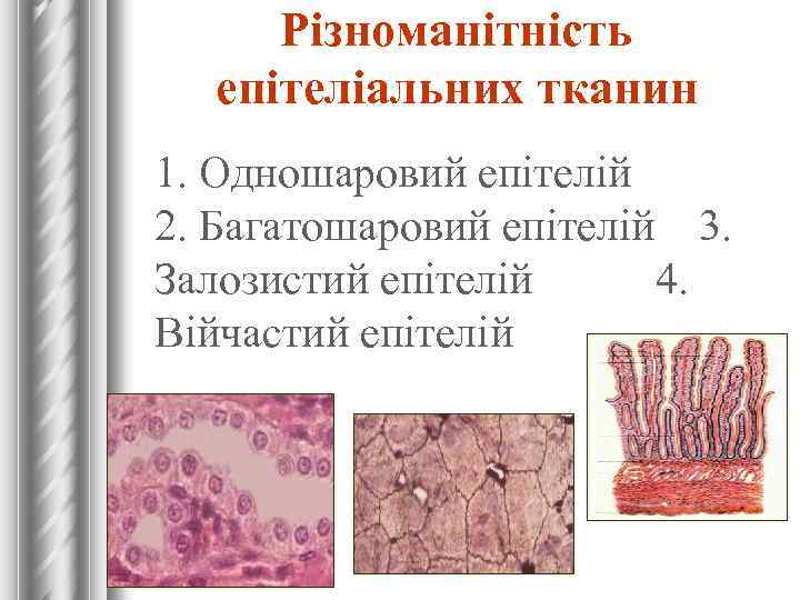 Різноманітність епітеліальних тканин 1. Одношаровий епітелій 2. Багатошаровий епітелій 3. Залозистий епітелій 4. Війчастий