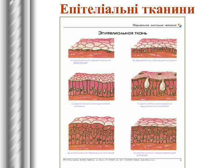 Епітеліальні тканини 