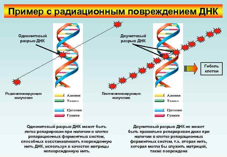 Пример с радиационным повреждением ДНК Однонитевый разрыв ДНК Двунитевый разрыв ДНК Гибель клетки Редкоионизирующее