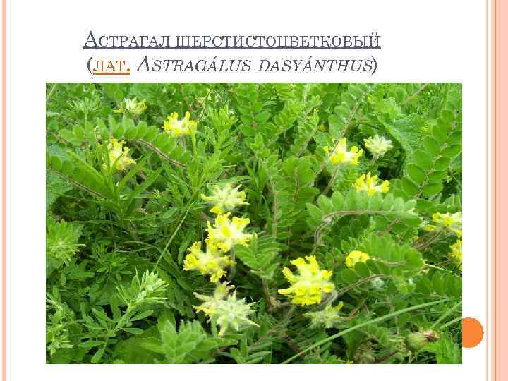 АСТРАГАЛ ШЕРСТИСТОЦВЕТКОВЫЙ (ЛАТ. ASTRAGÁLUS DASYÁNTHUS) 