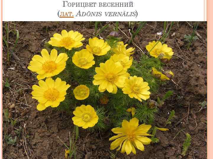 ГОРИЦВЕТ ВЕСЕННИЙ (ЛАТ. ADŌNIS VERNĀLIS) 
