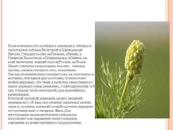 РАСПРОСТРАНЕНО ЭТО РАСТЕНИЕ В ОСНОВНОМ В СТЕПНЫХ И ЛЕСОСТЕПНЫХ РАЙОНАХ ВОСТОЧНОЙ И ЦЕНТРАЛЬНОЙ ЕВРОПЫ.