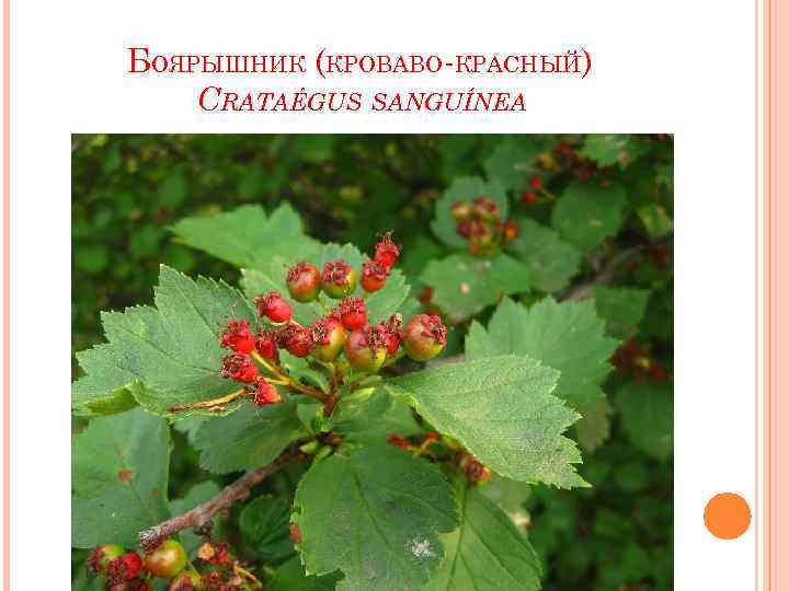 БОЯРЫШНИК (КРОВАВО-КРАСНЫЙ) CRATAÉGUS SANGUÍNEA 