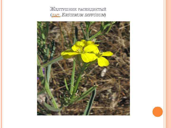 ЖЕЛТУШНИК РАСКИДИСТЫЙ (ЛАТ. ERÝSIMUM DIFFÚSUM) 