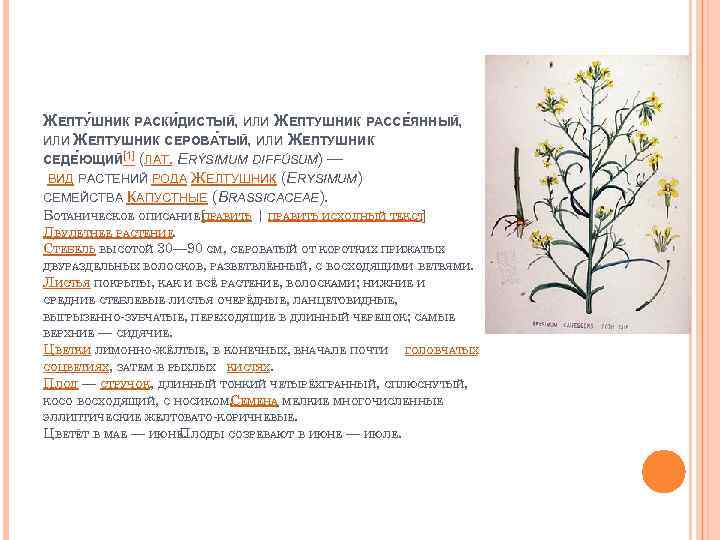 ЖЕЛТУ ШНИК РАСКИ ДИСТЫЙ, ИЛИ ЖЕЛТУШНИК РАССЕ ЯННЫЙ, ИЛИ ЖЕЛТУШНИК СЕРОВАТЫЙ, ИЛИ ЖЕЛТУШНИК [1]