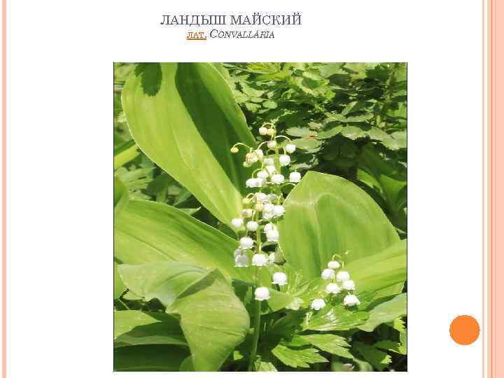 ЛАНДЫШ МАЙСКИЙ ЛАТ. CONVALLÁRIA 