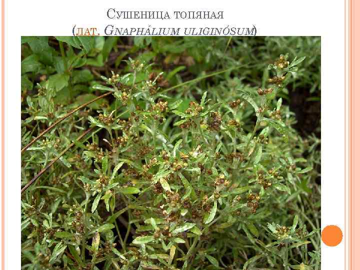 СУШЕНИЦА ТОПЯНАЯ (ЛАТ. GNAPHÁLIUM ULIGINÓSUM) 