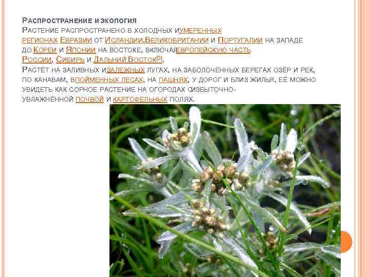 РАСПРОСТРАНЕНИЕ И ЭКОЛОГИЯ РАСТЕНИЕ РАСПРОСТРАНЕНО В ХОЛОДНЫХ ИУМЕРЕННЫХ РЕГИОНАХ ЕВРАЗИИ ОТ ИСЛАНДИИ, ВЕЛИКОБРИТАНИИ И