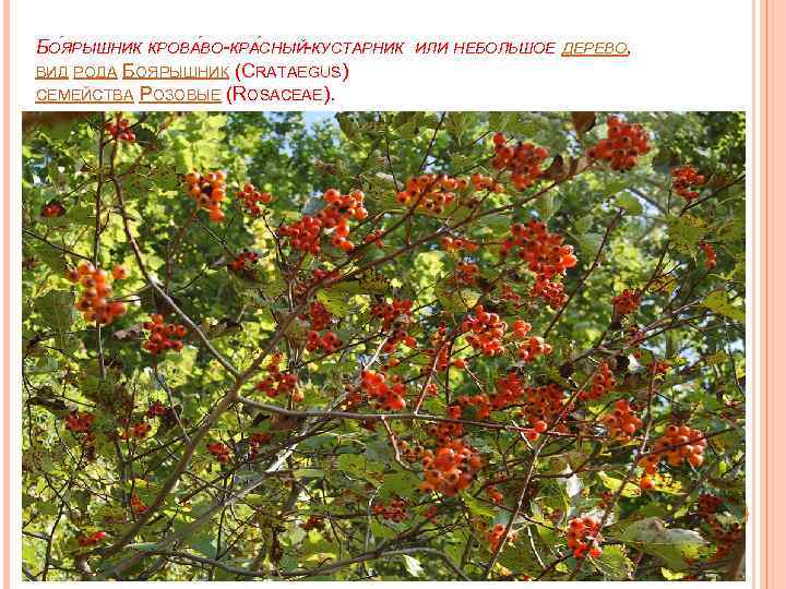 БОЯРЫШНИК КРОВА ВО-КРА СНЫЙ-КУСТАРНИК ИЛИ НЕБОЛЬШОЕ ДЕРЕВО, ВИД РОДА БОЯРЫШНИК (CRATAEGUS) СЕМЕЙСТВА РОЗОВЫЕ (ROSACEAE).