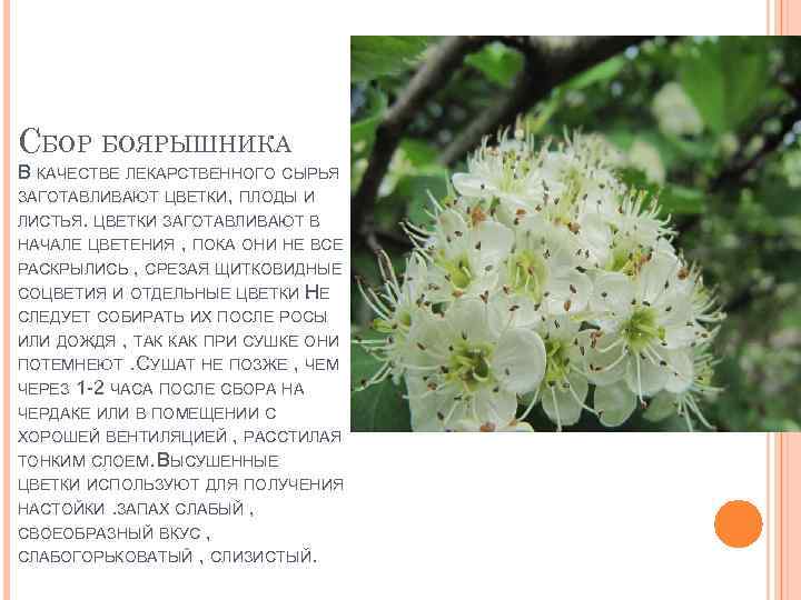 СБОР БОЯРЫШНИКА В КАЧЕСТВЕ ЛЕКАРСТВЕННОГО СЫРЬЯ ЗАГОТАВЛИВАЮТ ЦВЕТКИ, ПЛОДЫ И ЛИСТЬЯ. ЦВЕТКИ ЗАГОТАВЛИВАЮТ В