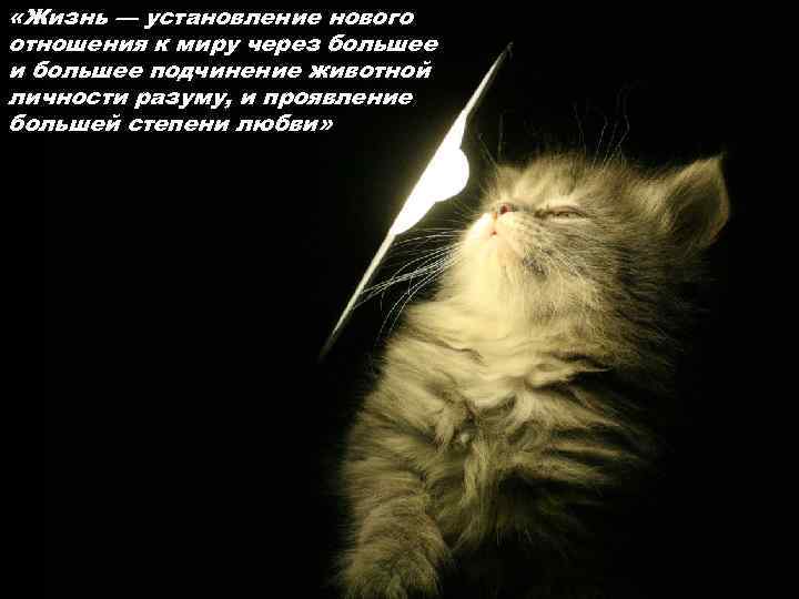  «Жизнь — установление нового отношения к миру через большее и большее подчинение животной