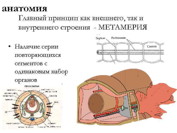 анатомия Главный принцип как внешнего, так и внутреннего строения - МЕТАМЕРИЯ • Наличие серии