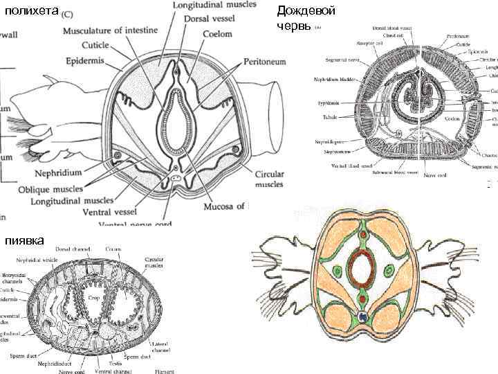 полихета пиявка Дождевой червь 