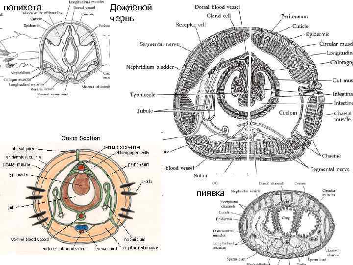 Поперечный срез червя. Поперечный срез кольчатого червя схема. Поперечный срез кольчатого червя. Схема вскрытия кольчатого червя. Поперечный срез Тип кольчатые черви.