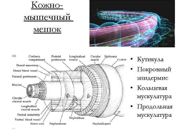 Кожномышечный мешок • Кутикула • Покровный эпидермис • Кольцевая мускулатура • Продольная мускулатура 