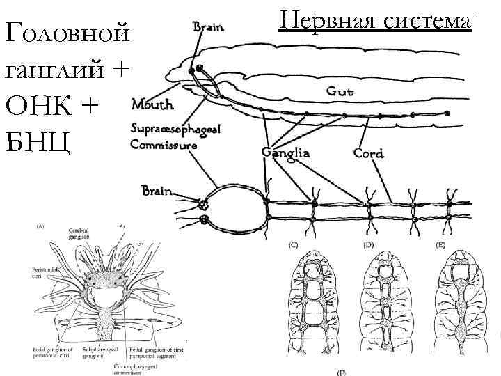 Головной ганглий + ОНК + БНЦ Нервная система 