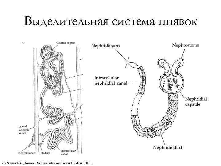 Выделительная система пиявок Из Brusca R. C. , Brusca G. J. Invertebrates. Second Edition.