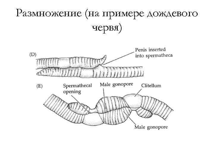 Размножение дождевого червя схема