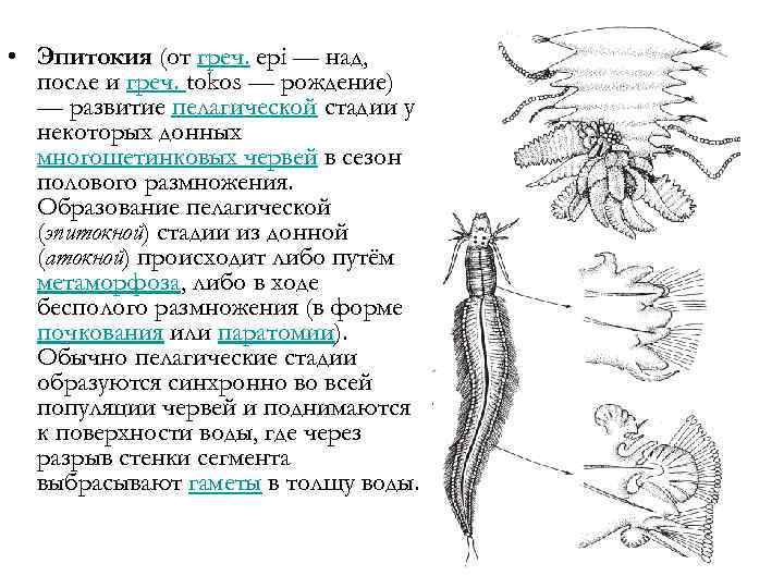  • Эпитокия (от греч. ерi — над, после и греч. tokos — рождение)